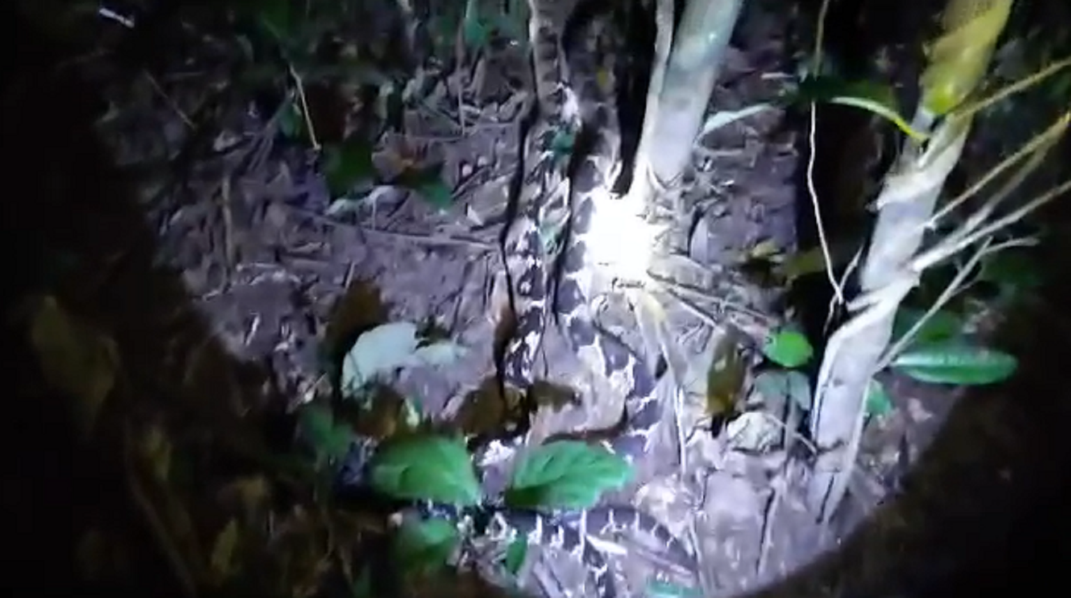 VÍDEO: durante caça, cobras venenosas são abatidas no interior do Acre