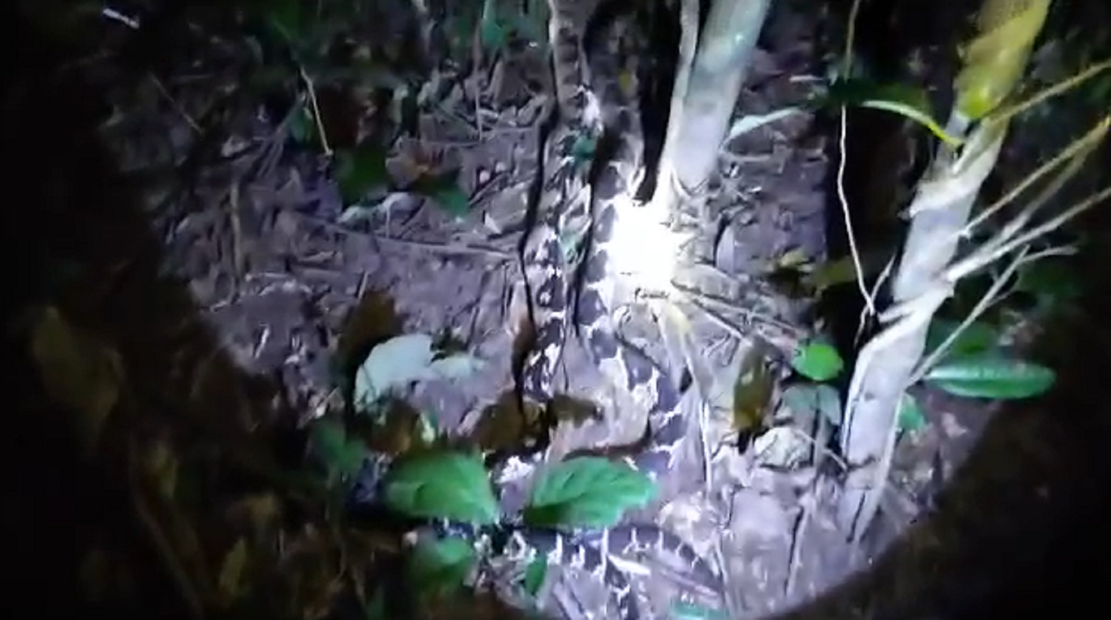 VÍDEO: durante caça, cobras venenosas são abatidas no interior do Acre