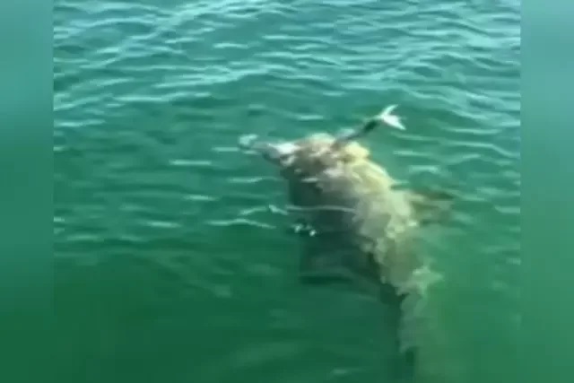 Vídeo: garoupa-gigante abocanha tubarão durante pesca nos EUA