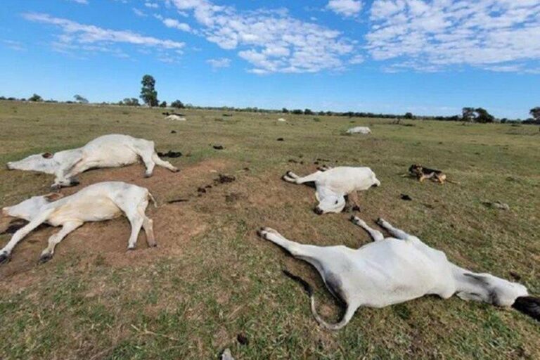 Gado morre de frio em fazendas; prejuízo estimado é de R$ 3 mi