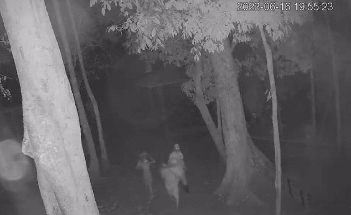 VÍDEO: câmeras registram momento em que animais são furtados no Parque Chico Mendes VÍDEO: câmeras registram momento em que animais são furtados no Parque Chico Mendes