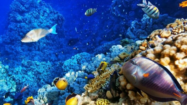 Dia do Oceano: a boiada também passa pelo mar, mas nova lei pode ajudar