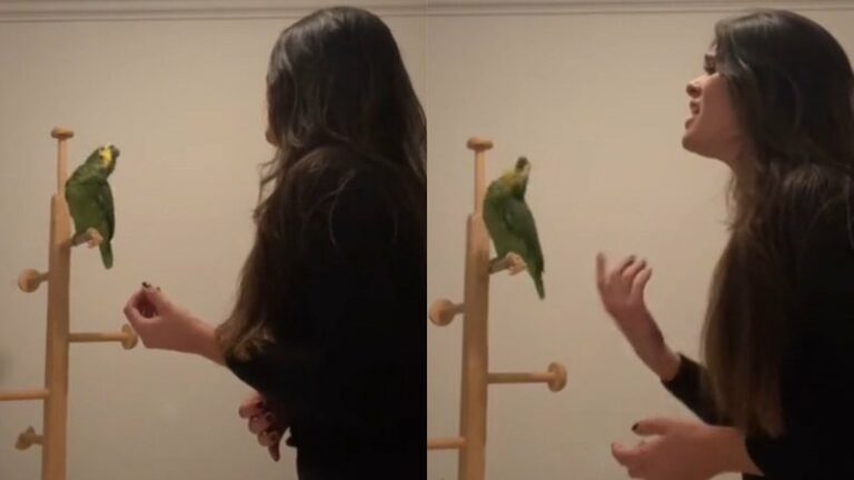 Cantora tenta ensaiar, mas papagaio rouba a cena e mostra talento; assista