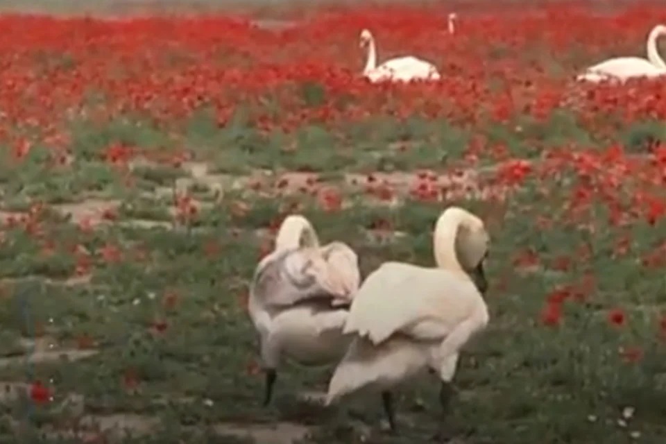 Vídeo: veja a história dos cisnes que se viciaram em papoula