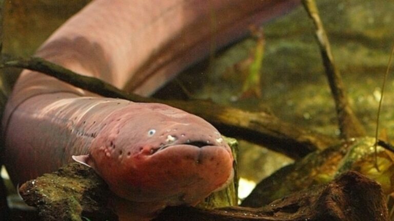 Jovem desaparece durante pescaria em rio; testemunhas suspeitam que peixe elétrico tenha atacado
