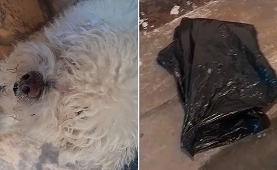 Poodle morre em petshop e é entregue à tutora em saco de lixo
