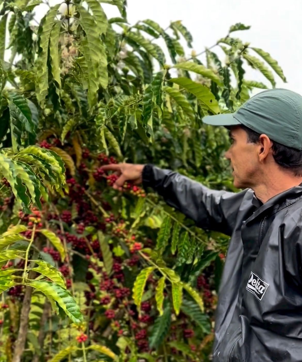 Em campo, prefeito Zequinha comemora avanços da produção de café em Cruzeiro do Sul