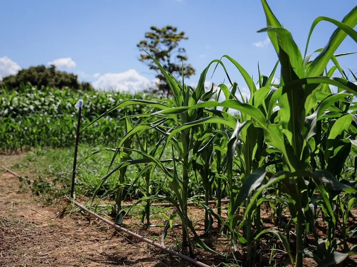 Secretaria de Agricultura vai ofertar cursos e palestras durante a Expoacre 2023