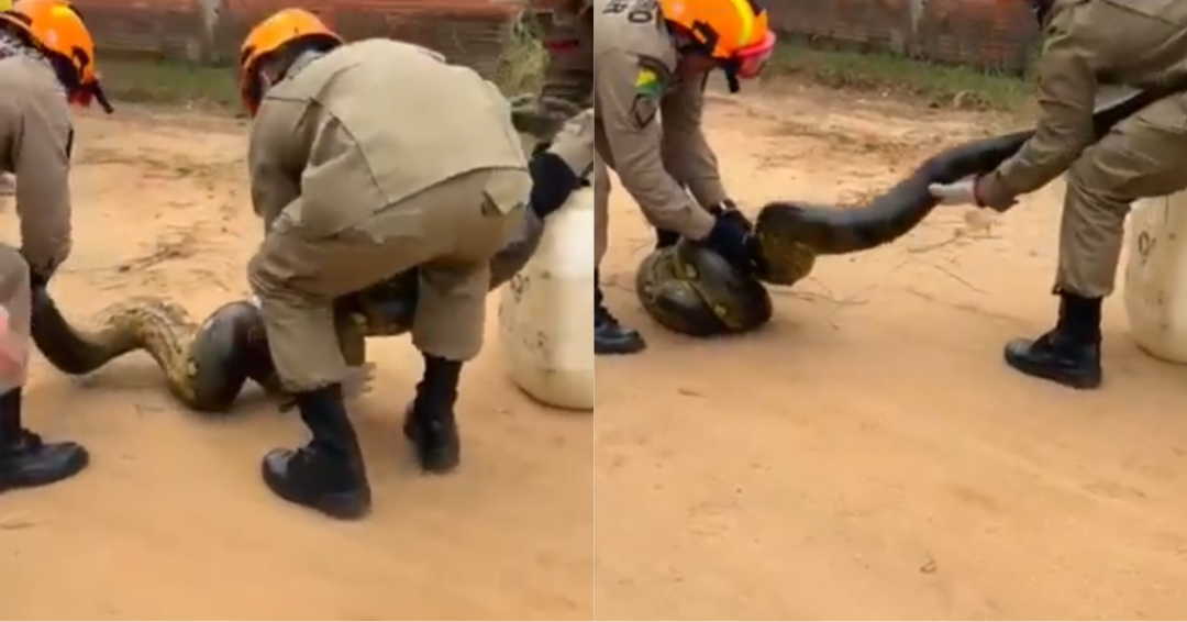 Famosa anaconda, sucuri gigante causa terror no Acre; VÍDEO