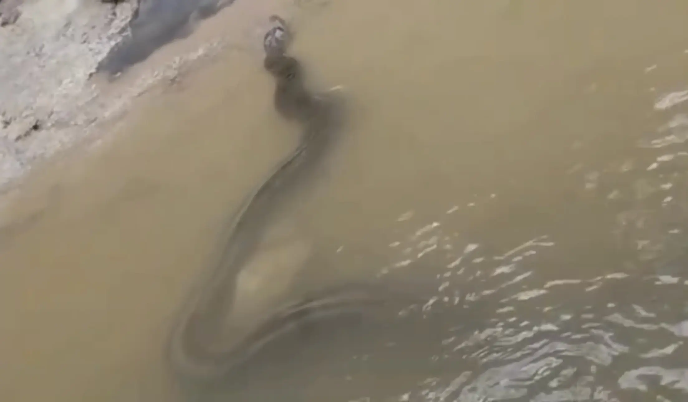 Anaconda gigante, sucuri é filmada nas margens do Rio Tarauacá; VÍDEO