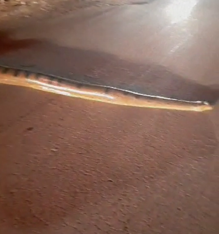 VÍDEO: socorrista do Samu flagra cobra gigante atravessando a BR-364