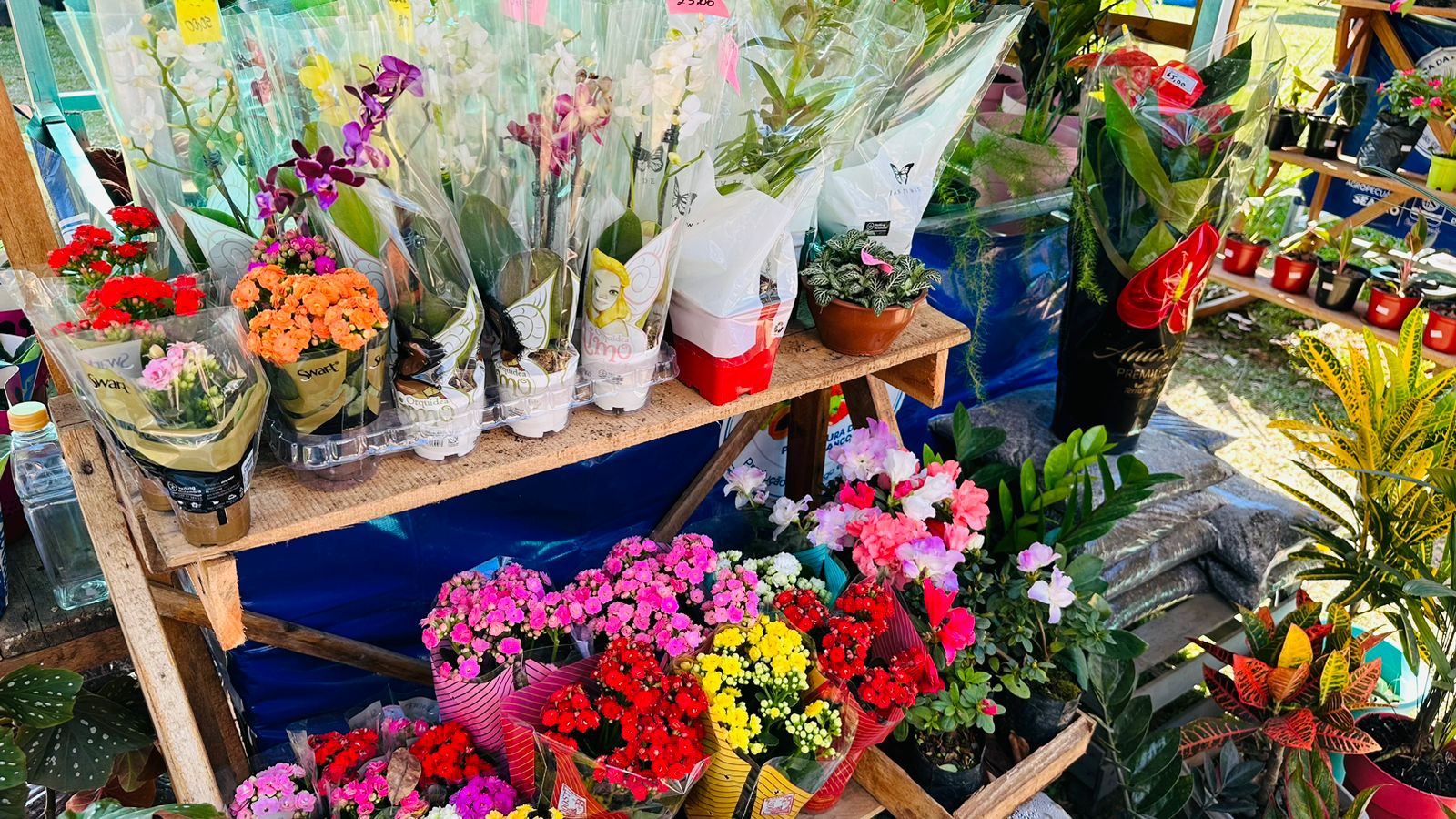 VIII Ecoflores é sucesso de público e de vendas em Rio Branco