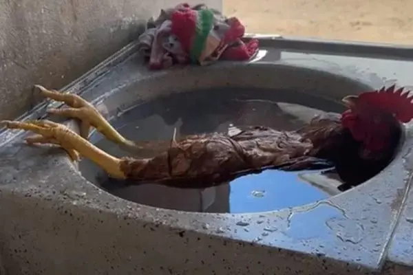 Galo se refresca em pia e viraliza na web: “Relaxando”