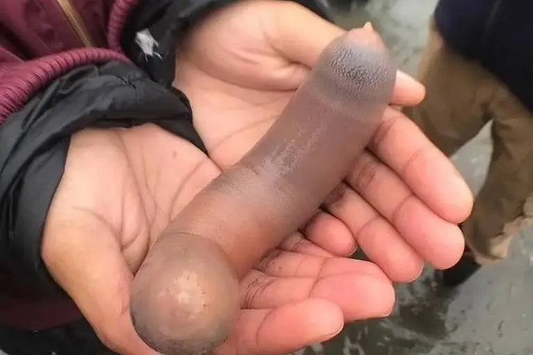 ‘Peixes-pênis’ que podem chegar a 30 centímetros aparecem em praia na Argentina