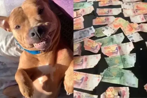 Cadela come mais de R$ 900 e elimina cédulas pelas fezes