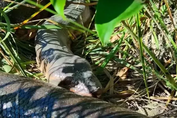 Vídeo flagra “Vovózona”, sucuri gigante que se esconde em Bonito (MS)