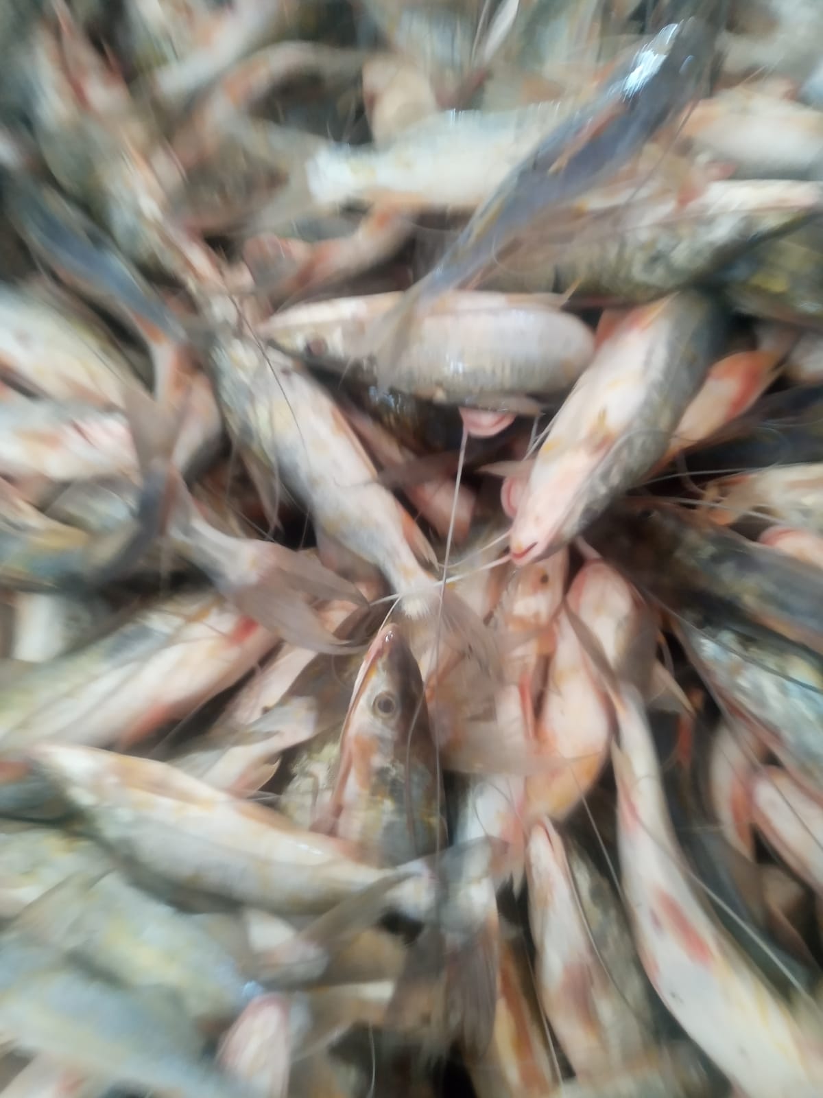 Promoção do mandim: quilo do peixe baixa para R$ 20 no interior do Acre Promoção do mandim: quilo do peixe baixa para R$ 20 no interior do Acre