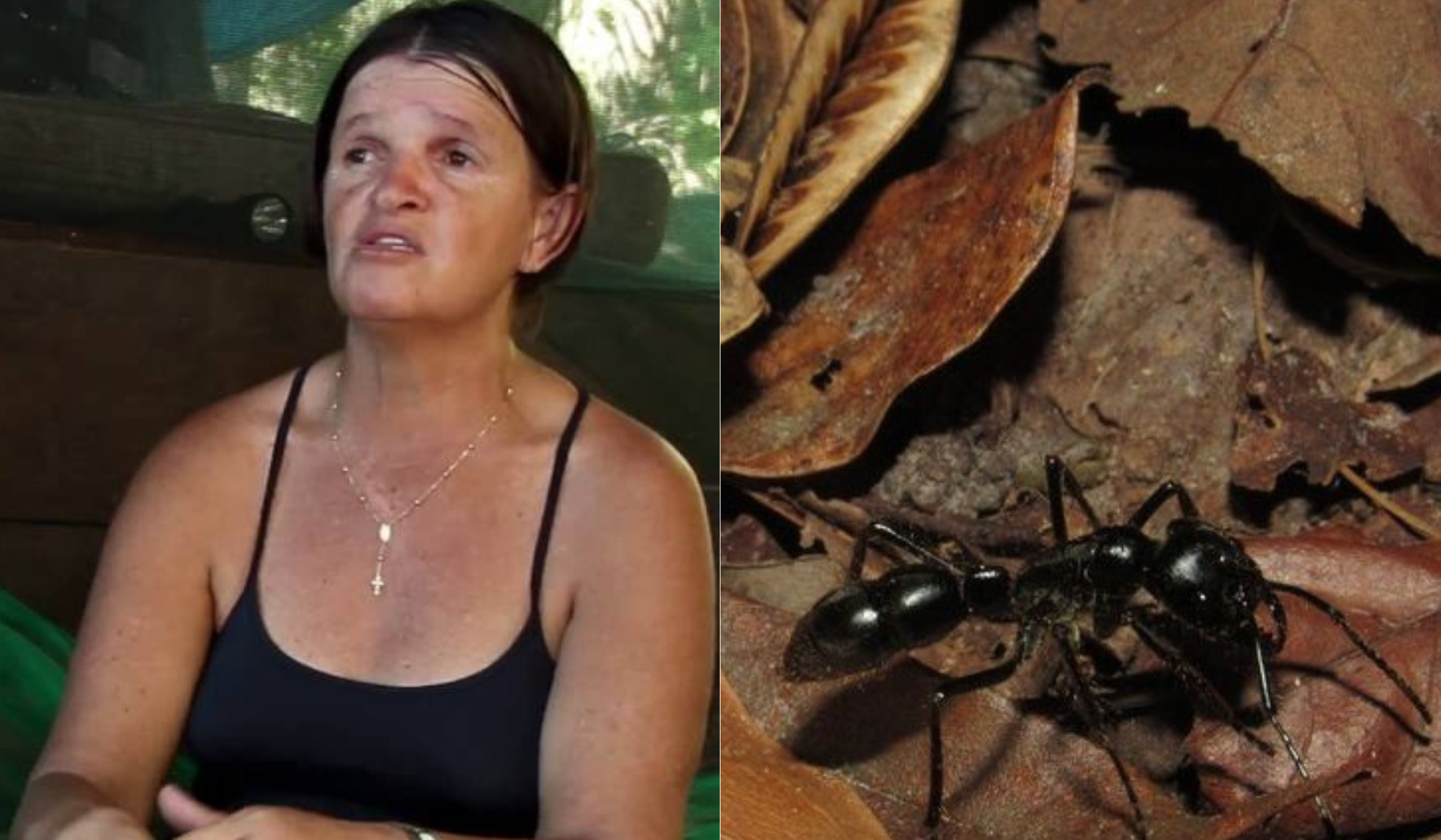 Formiga recém-descoberta ganha nome científico de acreana morta por luta contra hidrelétrica