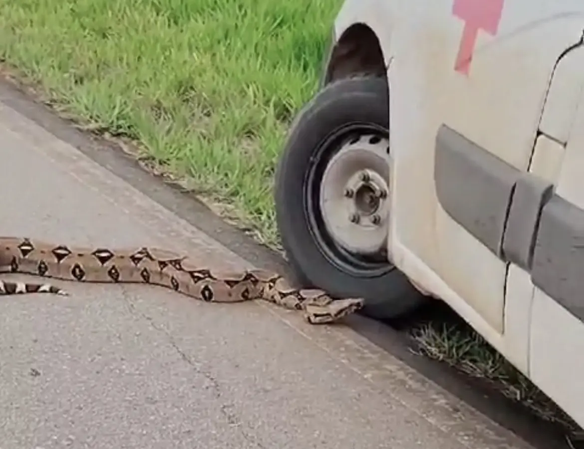 VÍDEO: motorista do Samu flagra cobra jiboia na BR-364 e se impressiona