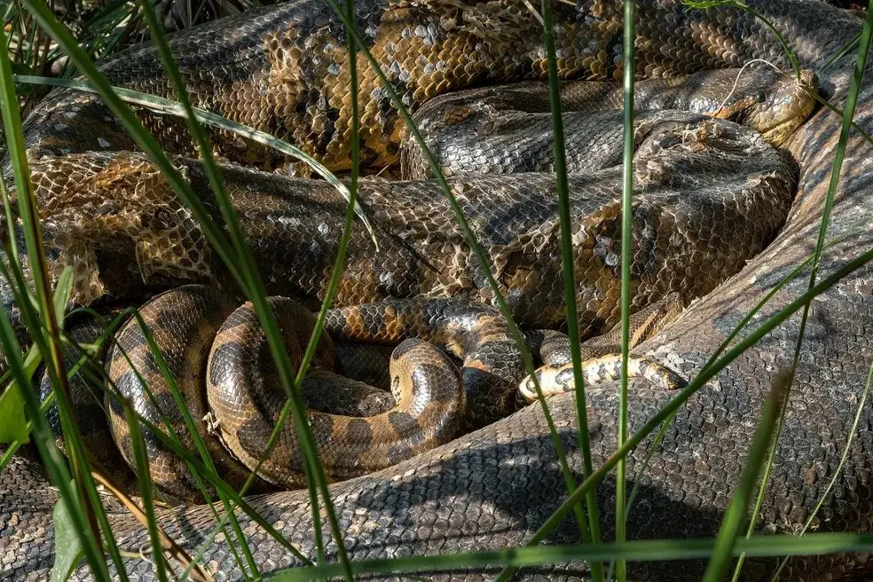 Sucuris são flagradas no “bolo de acasalamento” em fazenda; VÍDEO