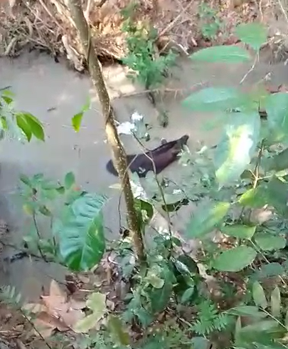 VÍDEO: morador registra anta sendo acuada por cães em comunidade do alto Rio Iaco