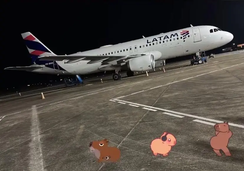 Avião bate em capivaras no aeroporto de Rio Branco e passageiros precisam aguardar novo voo Avião bate em capivaras no aeroporto de Rio Branco e passageiros precisam aguardar novo voo