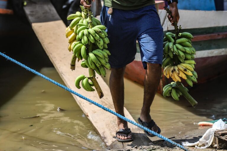 Banana é a fruta mais produzida no Acre, diz levantamento; veja ranking por estado