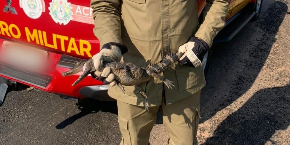 Bombeiros resgatam jacaré que entrou em residência no Acre