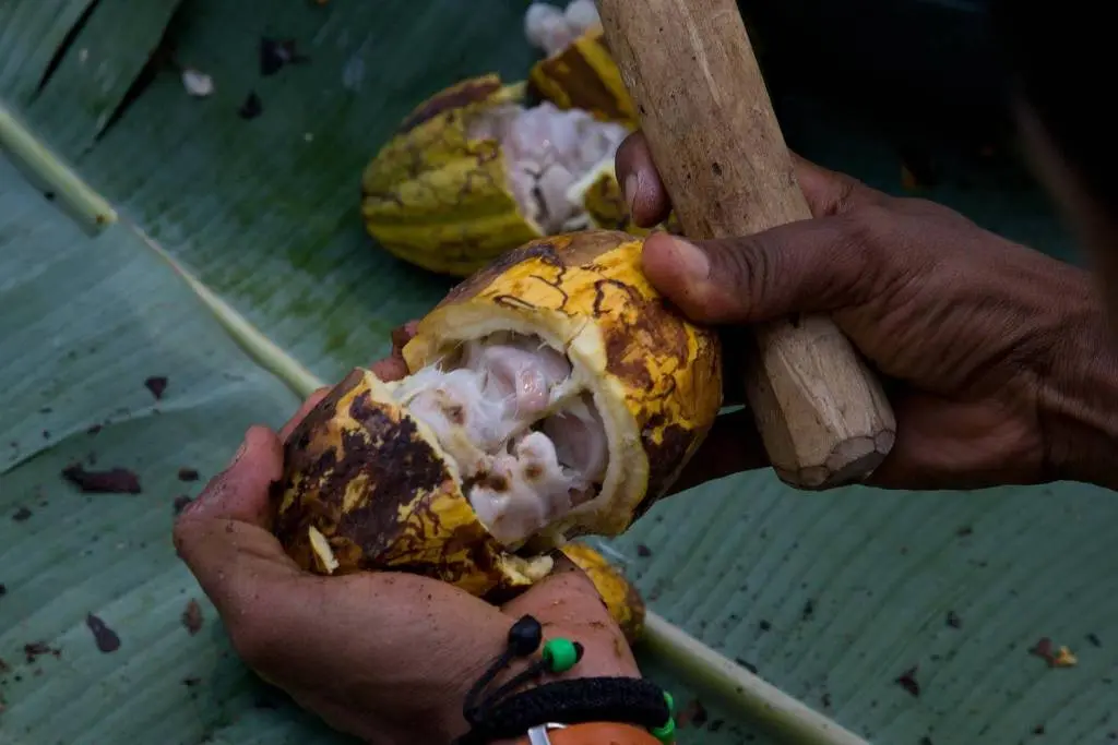 As ilhas onde se faz um dos melhores chocolates do mundo; veja