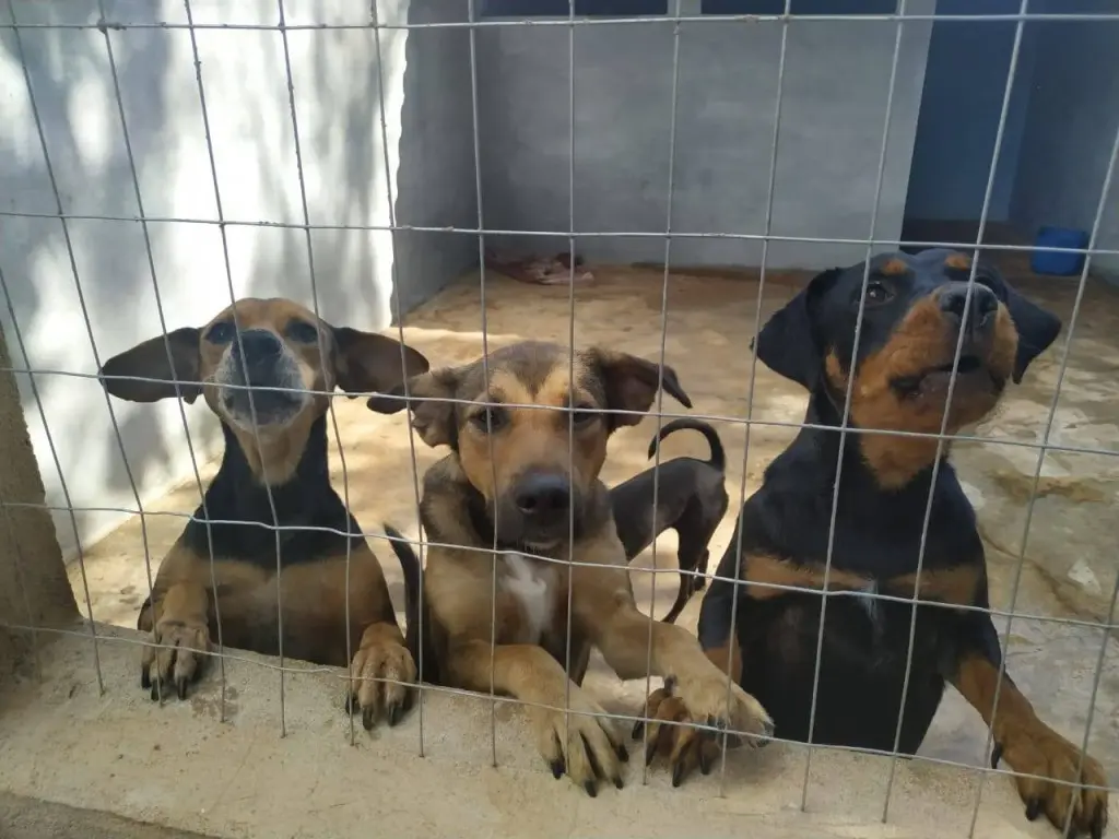 Após veto, Gladson decide sancionar lei sobre controle populacional de animais domésticos