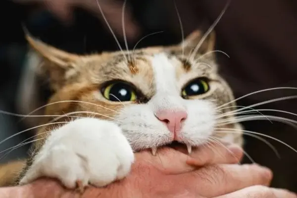 Homem mordido por gato contrai bactéria desconhecida pela ciência