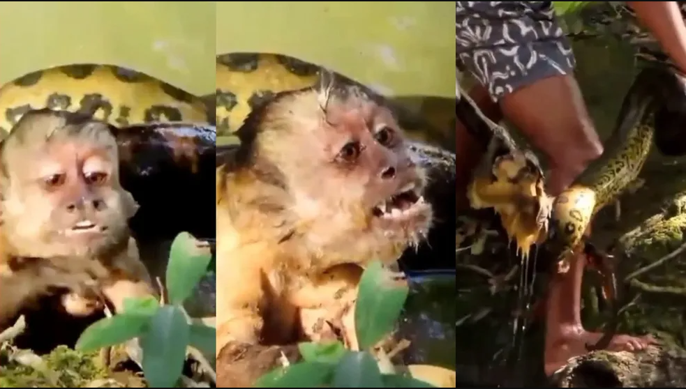 Macaco-prego agoniza por socorro em ‘abraço’ de sucuri gigante, e comove turistas que o salvam da morte; vídeo
