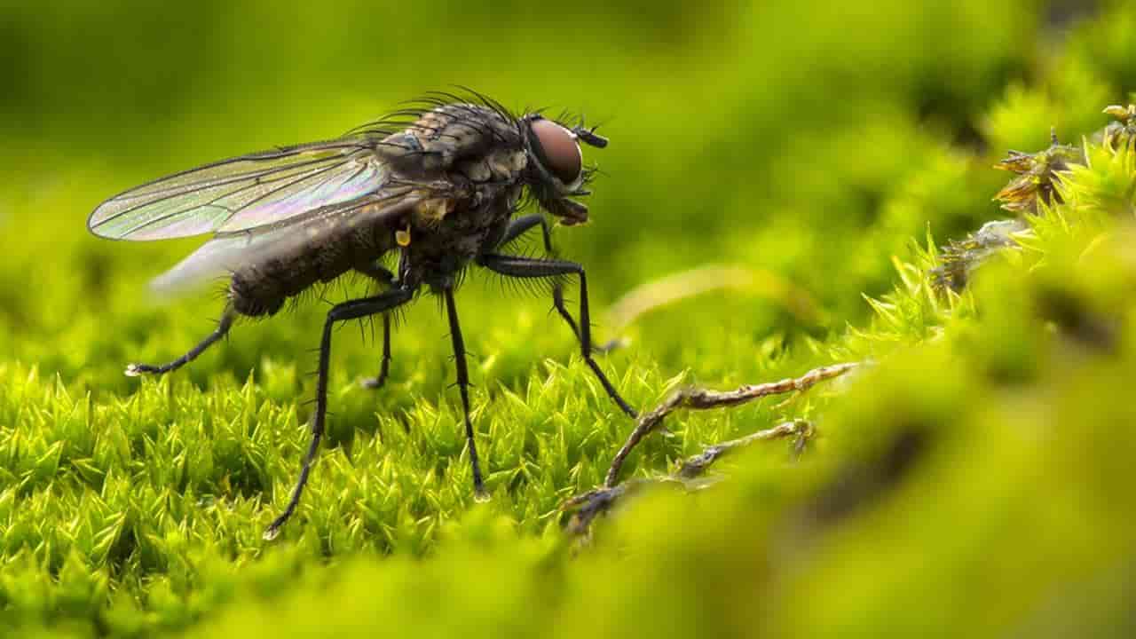 A planta que as moscas odeiam e você deve ter na janela da sua casa