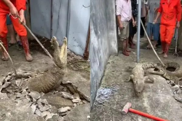 Crocodilos saem de buraco em calçada e assustam moradores da Índia