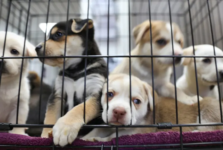 Venda de animais em pet shops: Assembleia aprova lei que proíbe prática