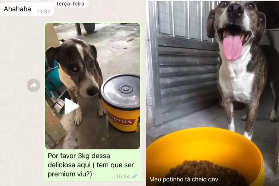Cachorro faz pedido em delivery de ração e diverte a web
