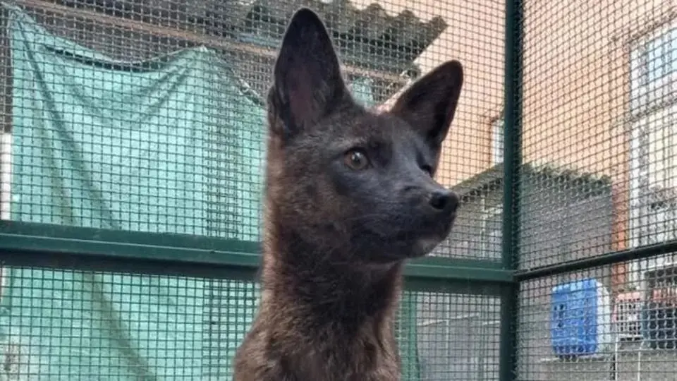 Pesquisadores identificam animal híbrido misterioso no RS