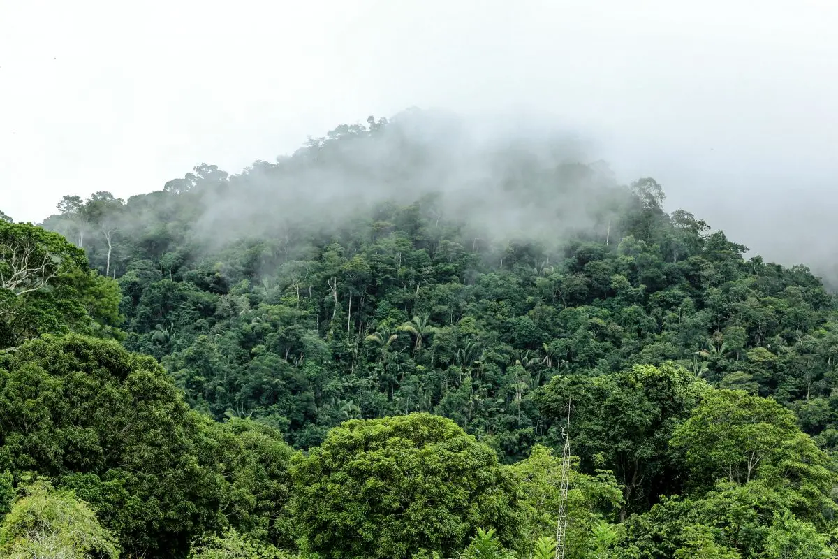 Do Acre, ecoam vozes de quem vive e trabalha mantendo a Floresta Amazônica em pé