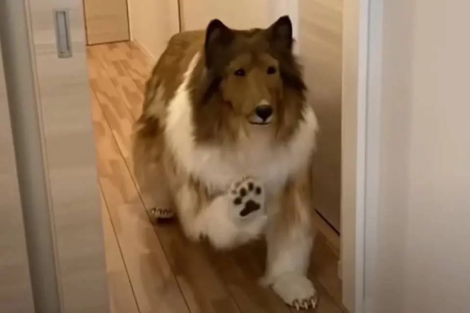 “Cachorro humano” gostaria de viver um romance com parceira canina