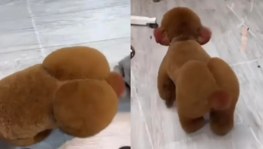 Cachorro é tosado e resultado viraliza nas redes sociais: ‘Bumbum maior que o meu’