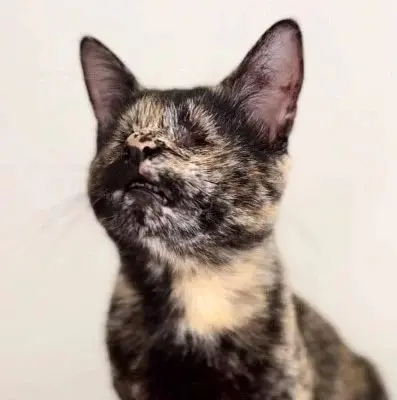 Gata que nasceu sem olhos é eleita a vira-lata mais bonita do Brasil