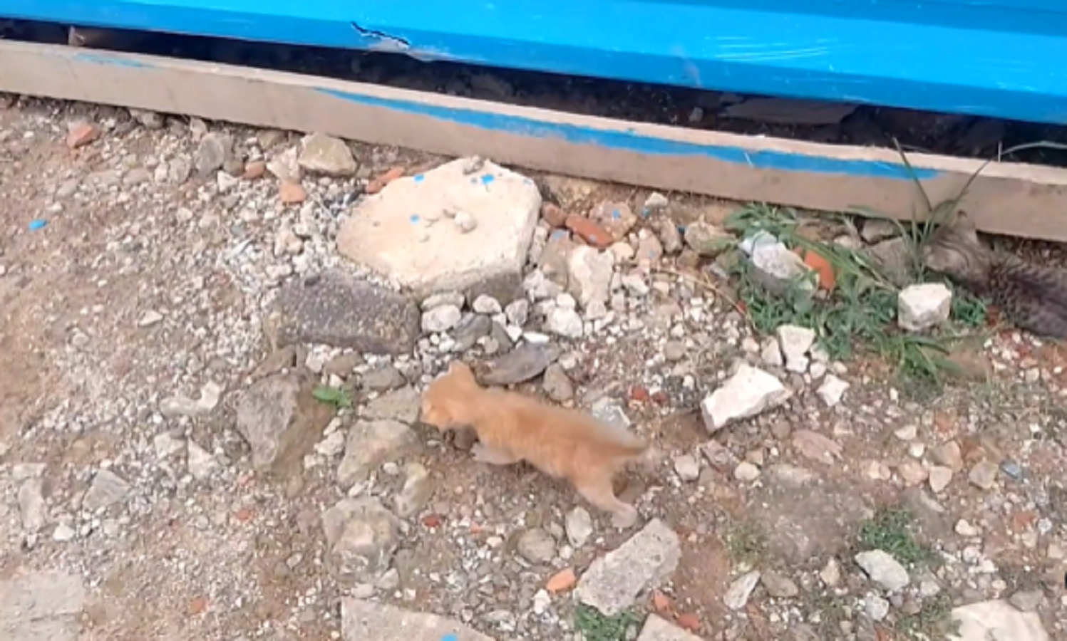 Ativista político flagra filhotes de gato abandonados no Centro de Rio Branco e pede ajuda