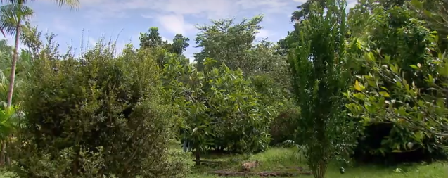 Famílias do Acre, RO e AM participam de projeto que alia recuperação da floresta com cultivo de frutos