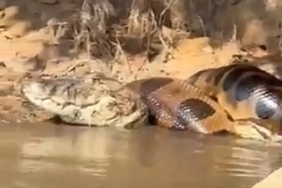 Pescadores flagram “abraço da morte” de sucuri em jacaré; Vídeo