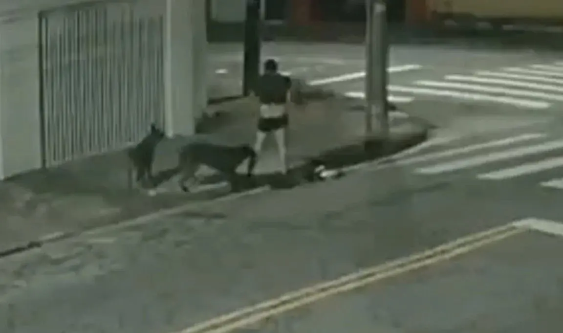 Vídeo: homem é atacado por 2 cachorros e acaba só de cueca na rua