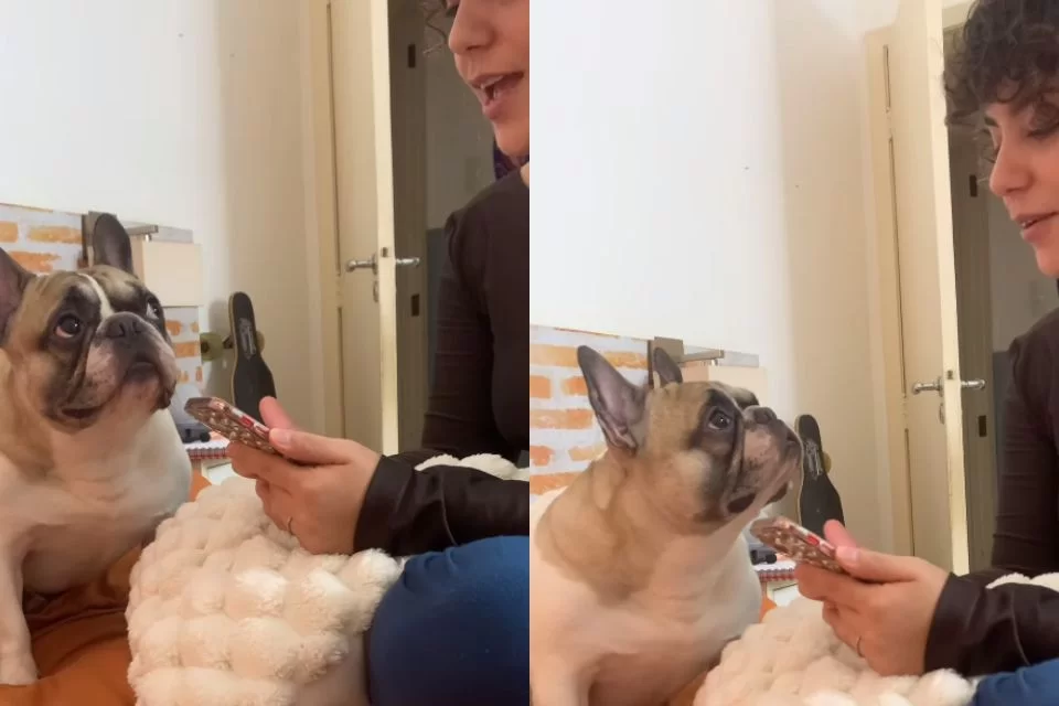 Tutora lê carta com palavras favoritas de cão e reação do pet viraliza