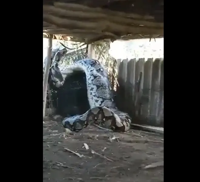 Vídeo: cobra gigante aparece em aldeia indígena e imagens viralizam