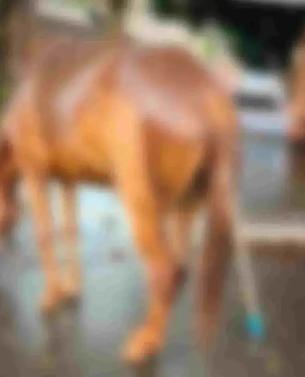 Dois homens são presos por torturarem e matarem cavalo com barra de ferro