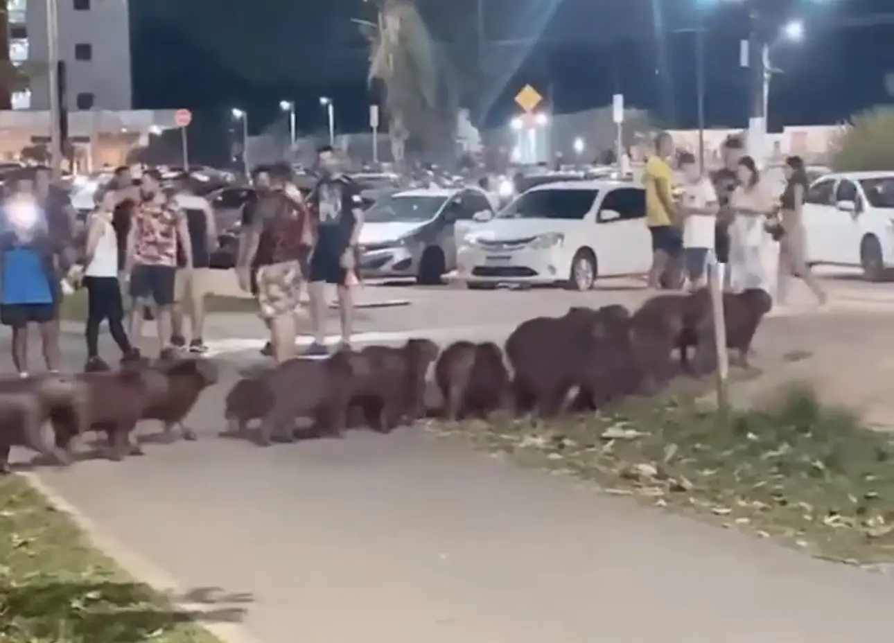 Família de capivaras para o trânsito e acreanos registram o momento; VÍDEO