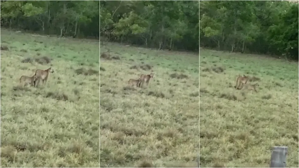 Em momento raro, onça-parda aparece ensinando filhote a caçar; veja vídeo